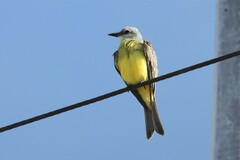 Tyrannus melancholicus satrapa