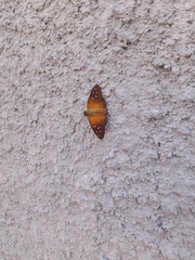 Augiades crinisus