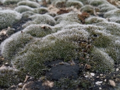 Grimmia