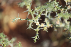 Salsola australis