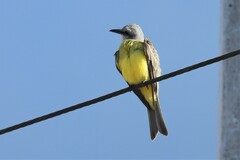 Tyrannus melancholicus satrapa