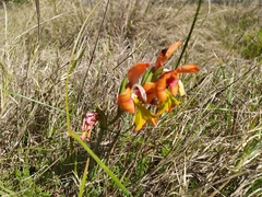 Gladiolus alatus