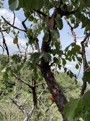 Pseudosmodingium perniciosum