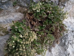 Potentilla caulescens