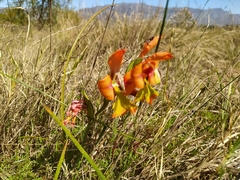 Gladiolus alatus