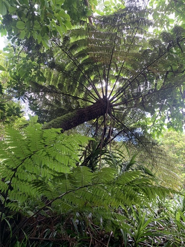 Cyathea mertensiana iNat (3)