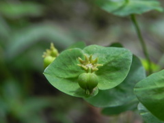 Euphorbia amygdaloides