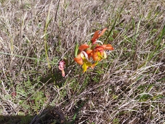 Gladiolus alatus