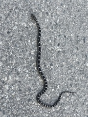 Pantherophis spiloides