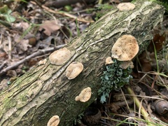 Hapalopilus rutilans