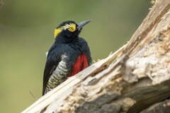 Melanerpes cruentatus