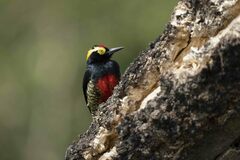 Melanerpes cruentatus