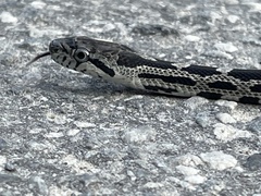 Pantherophis spiloides