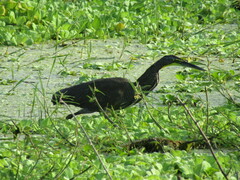 Tigrisoma mexicanum