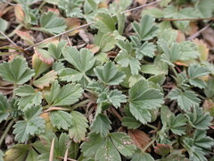 Potentilla acaulis