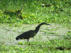 Tigrisoma mexicanum