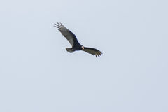 Cathartes burrovianus