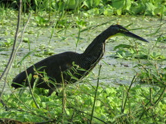 Tigrisoma mexicanum