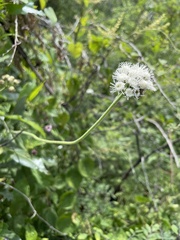 Ageratum corymbosum