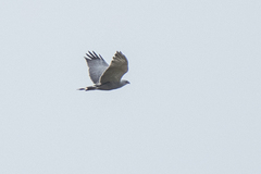 Buteo nitidus