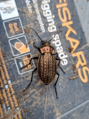 Carabus ulrichii