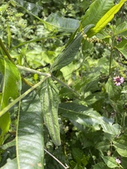 Ageratum corymbosum
