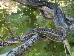 Thamnophis elegans
