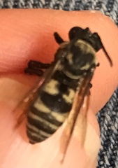 Triepeolus remigatus