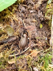 Carabus ulrichii