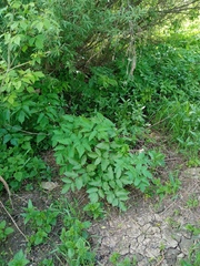 Angelica archangelica