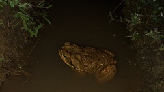 Rhinella diptycha