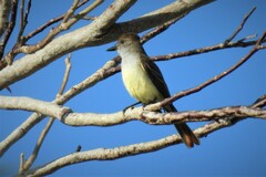 Myiarchus tyrannulus cozumelae