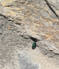 Chrysididae