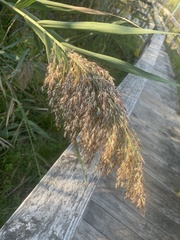 Phragmites australis