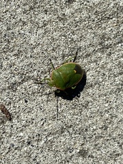Chlorochroa