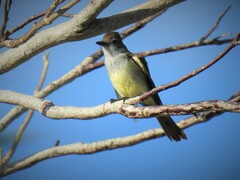 Myiarchus tyrannulus cozumelae