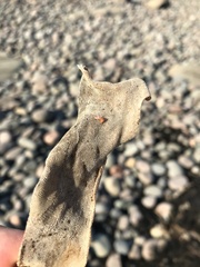 Membranipora membranacea