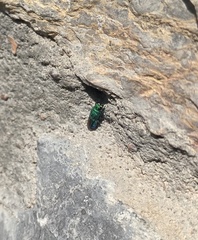 Chrysididae