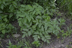 Angelica archangelica