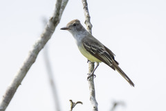 Myiarchus