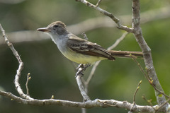 Myiarchus