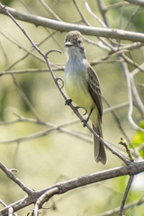Myiarchus
