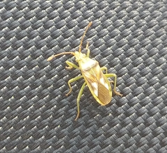 Hypselonotini