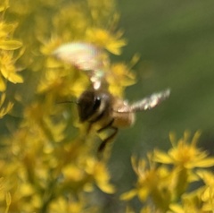 Lasioglossum fuscipenne
