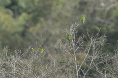 Eupsittula aurea