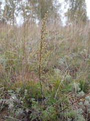 Artemisia commutata