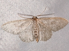 Idaea subsericeata