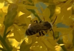 Lasioglossum fuscipenne