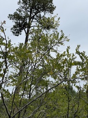 Robinia neomexicana