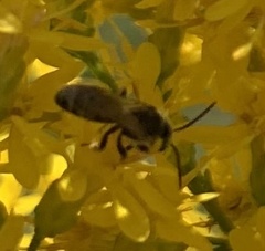 Lasioglossum fuscipenne